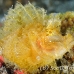 rhinopias_paddleflap_kbrpanpar_h_0163_sul6191.jpg